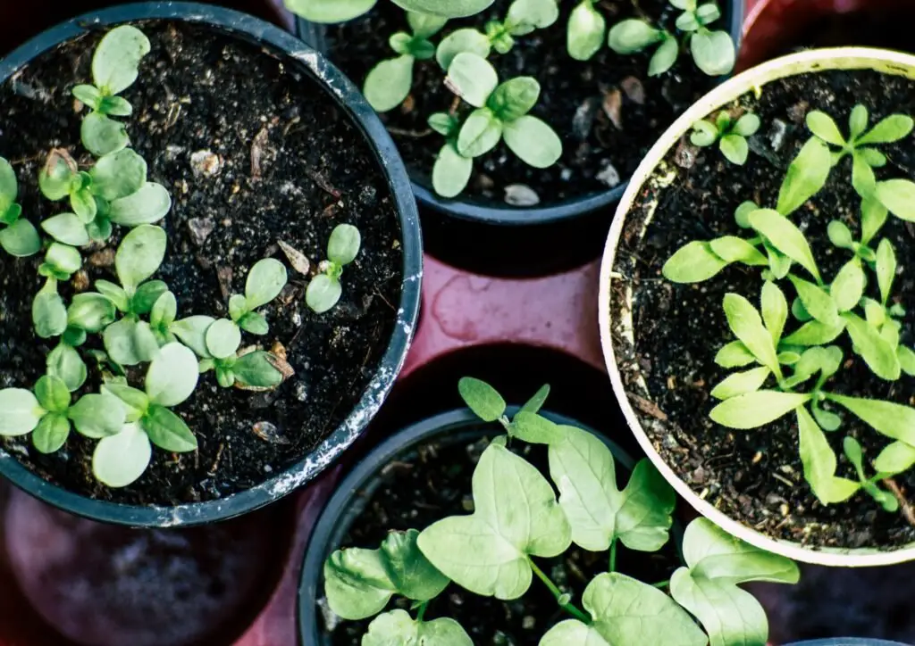 herb plants in pots 